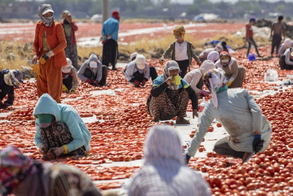 Diyarbakır'ın Karacadağ bölgesinde mevsimlik tarım işçileri, 4 bin dönüm alanda, 40 dereceyi geçen sıcakta domatesleri kesip, tuzlayıp kurumaya bırakıyor. İşçiler, güneşten korunmak için büyük çaba gösteriyor.  ( Bestami Bodruk - Anadolu Ajansı )