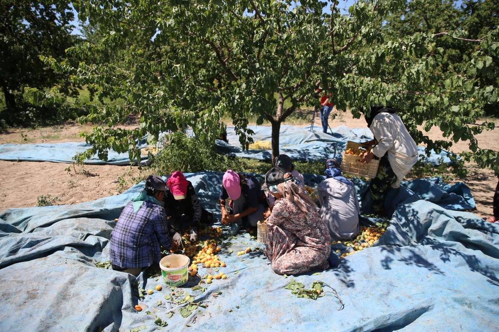 Türkiye'nin en önemli kayısı üretim merkezi Malatya'da mevsimlik tarım işçilerinin zorlu mesaisi başladı. Şanlıurfa, Adıyaman ve Diyarbakır gibi illerden Malatya'ya gelerek sabahın ilk ışıklarıyla mesaiye başlayan işçiler, kayısı silkeleme, toplama ve serme işlerini yapıyor. ( Volkan Kaşik - Anadolu Ajansı )